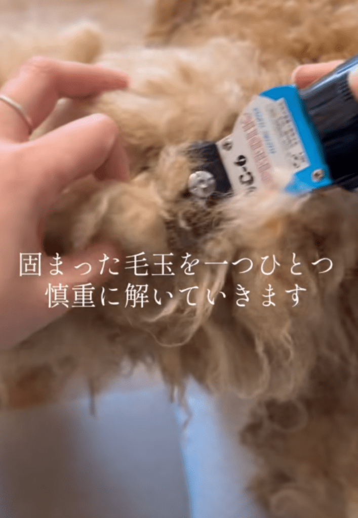 固まった毛玉を除去（＠canon.animal.rescueさんより提供）