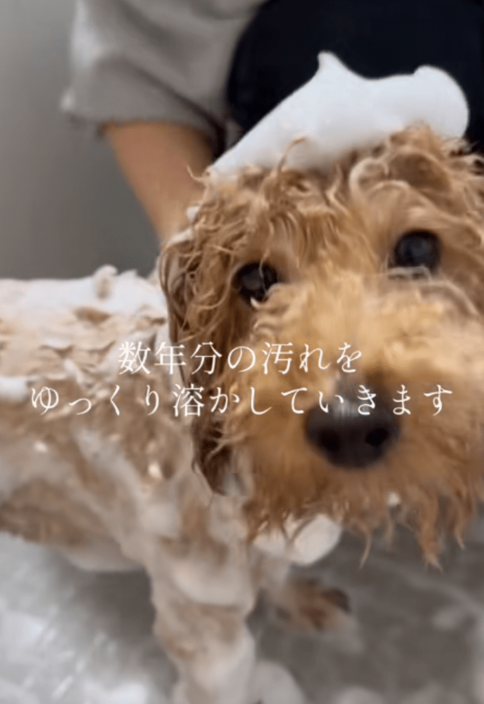 数年分の汚れを落とす様子（＠canon.animal.rescueさんより提供）