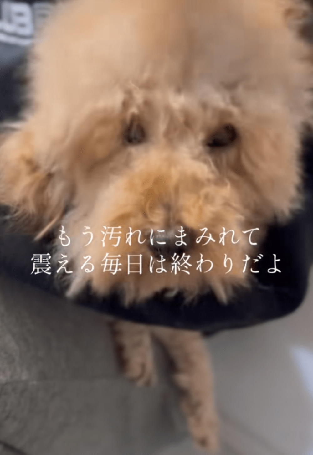 飼い主「噛むからいらない」山に捨てられそうだった犬。その後の様子に…「めちゃくちゃいい子」「泣けちゃった」