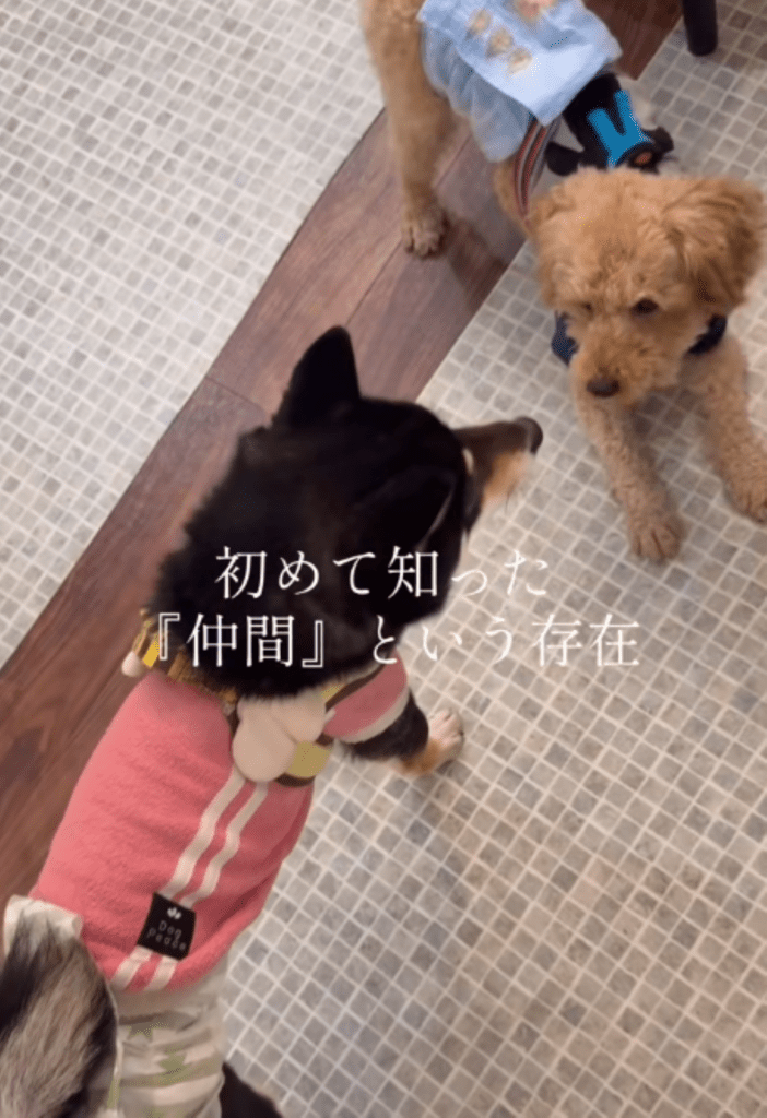 仲間との出会い（＠canon.animal.rescueさんより提供）