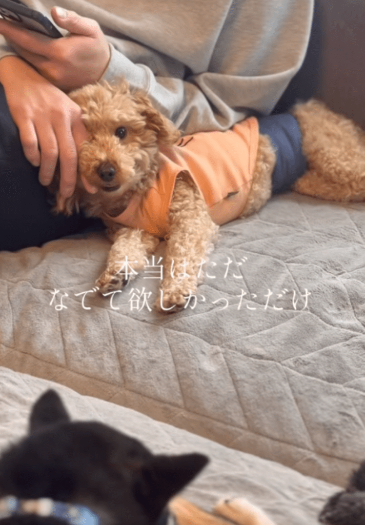 甘えられるように（＠canon.animal.rescueさんより提供）