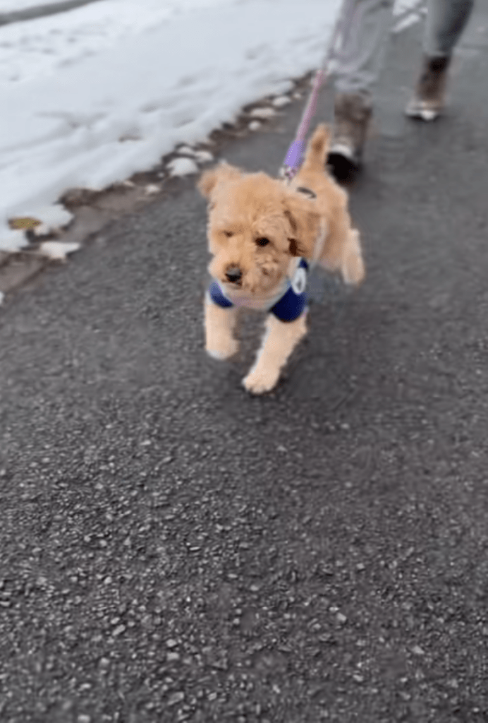 元気にお散歩（＠canon.animal.rescueさんより提供）