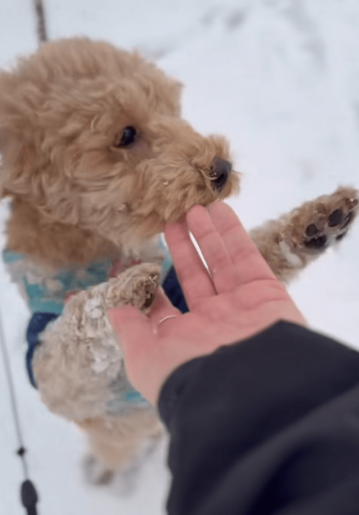 保護された後のワンちゃん（＠canon.animal.rescueさんより提供）