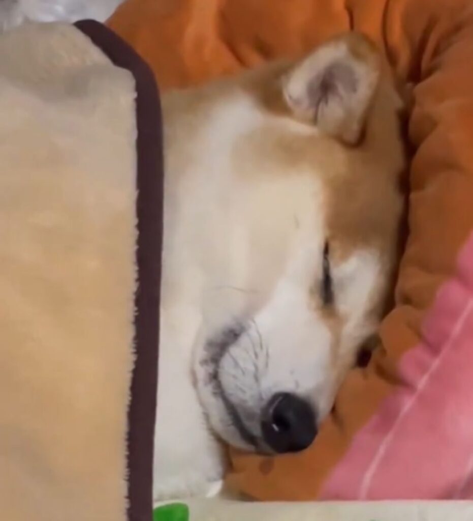 ぐっする眠るまめ太くん（＠mametaakunさんより提供）