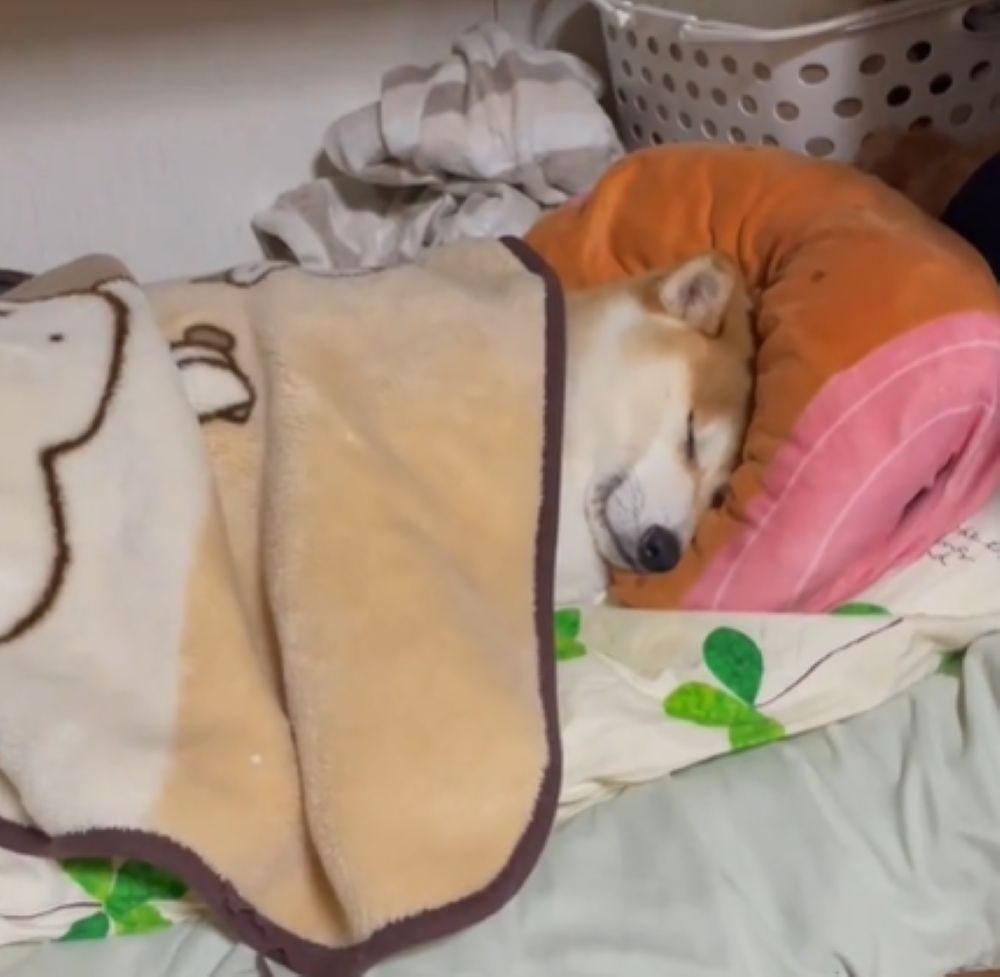 まさかの姿（＠mametaakunさんより提供）