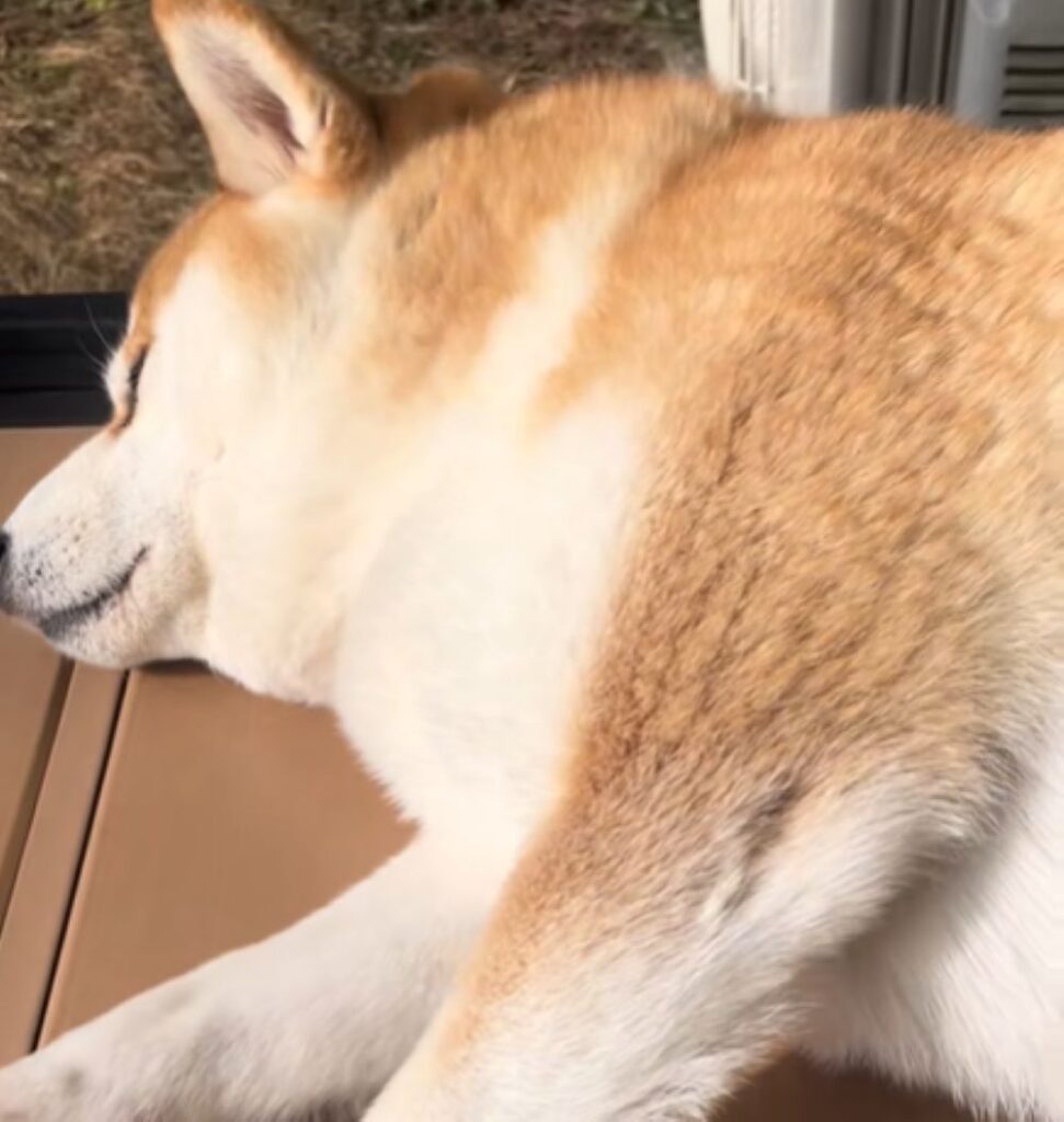 気持ちよさそうに眠るまめ太くん（＠mametaakunさんより提供）