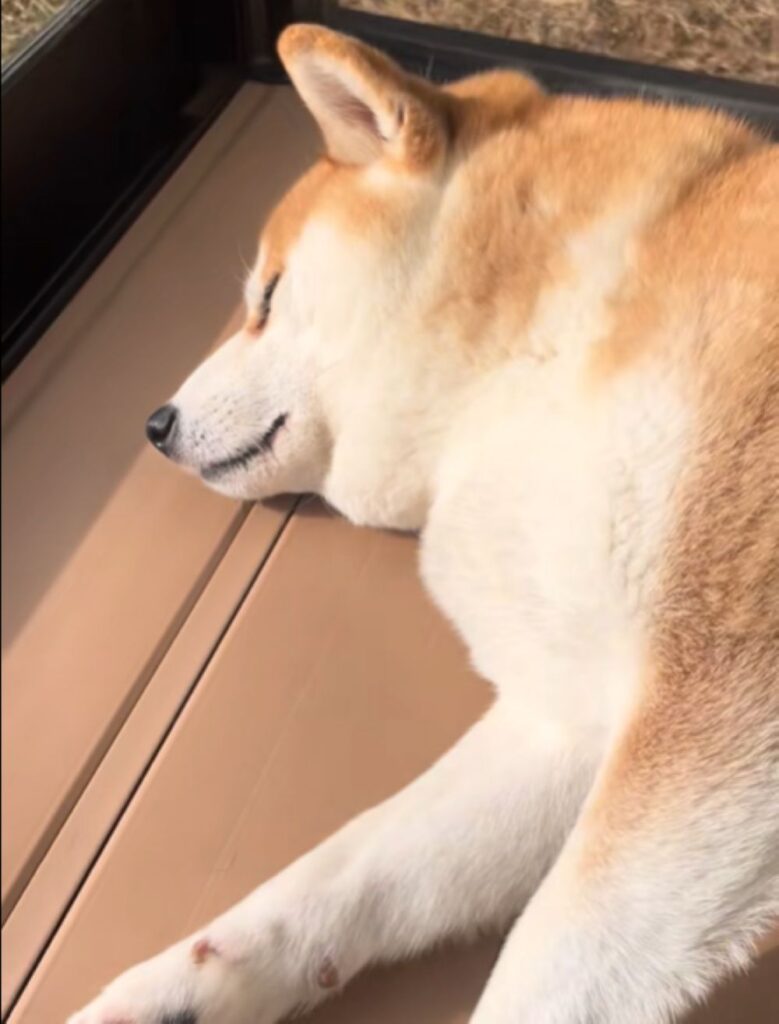 お昼寝（＠mametaakunさんより提供）