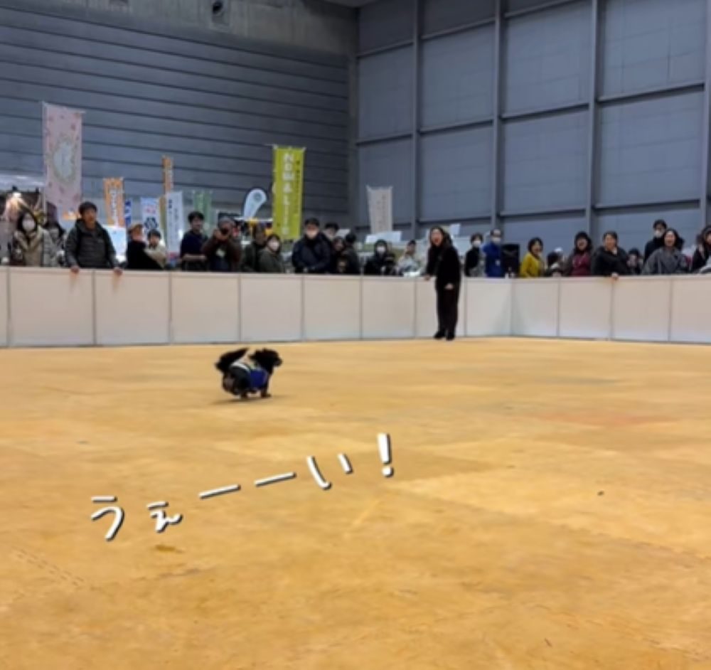 走り回るはろくん（＠halo__dayoさんより提供）