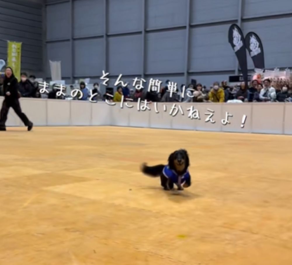 ママさんのところへ来ると思いきや…（＠halo__dayoさんより提供）