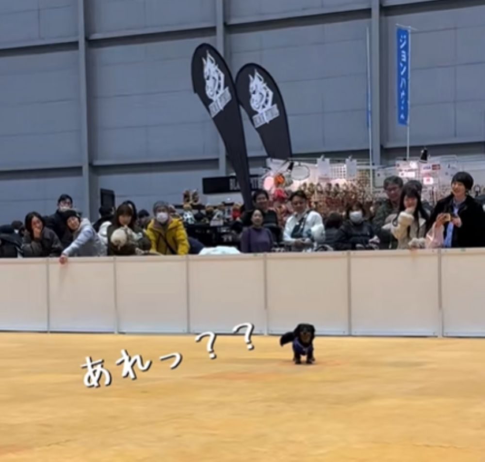 急に立ち止まったはろくん（＠halo__dayoさんより提供）