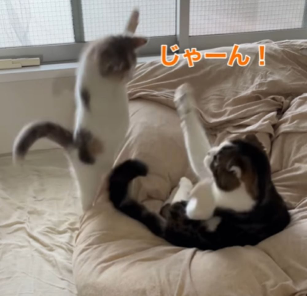 【実際の写真】兄妹猫と遊ぶ子猫