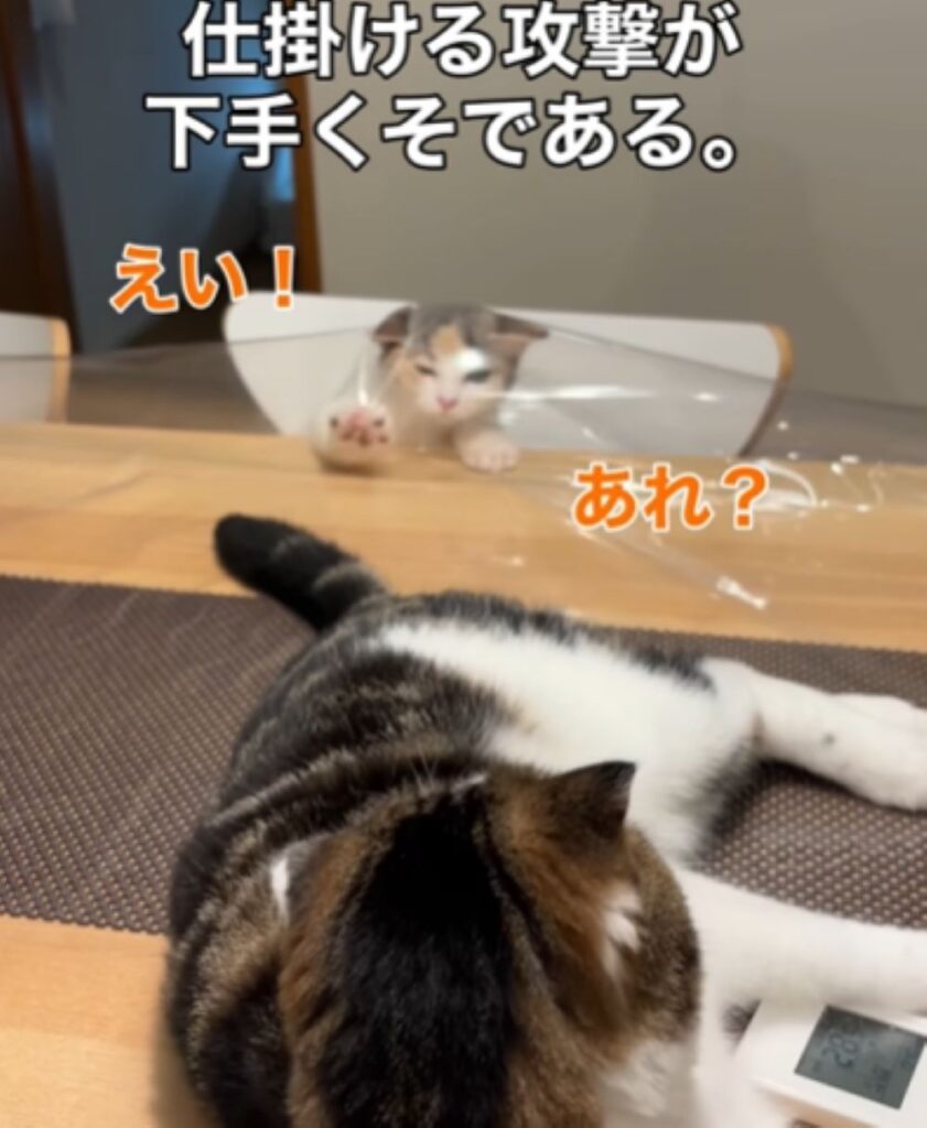 テーブルクロスに引っかかってしまいました（＠s.kotaro0530さんより提供）