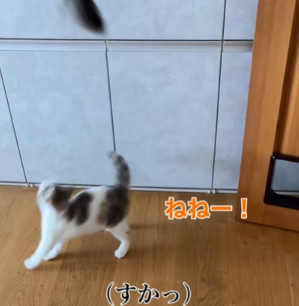 うまく攻撃できないしらたまちゃん（＠s.kotaro0530さんより提供）