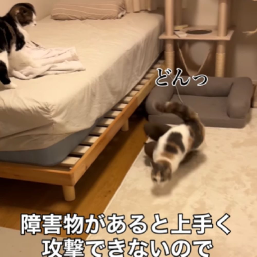 障害物があると難しいようです（＠s.kotaro0530さんより提供）