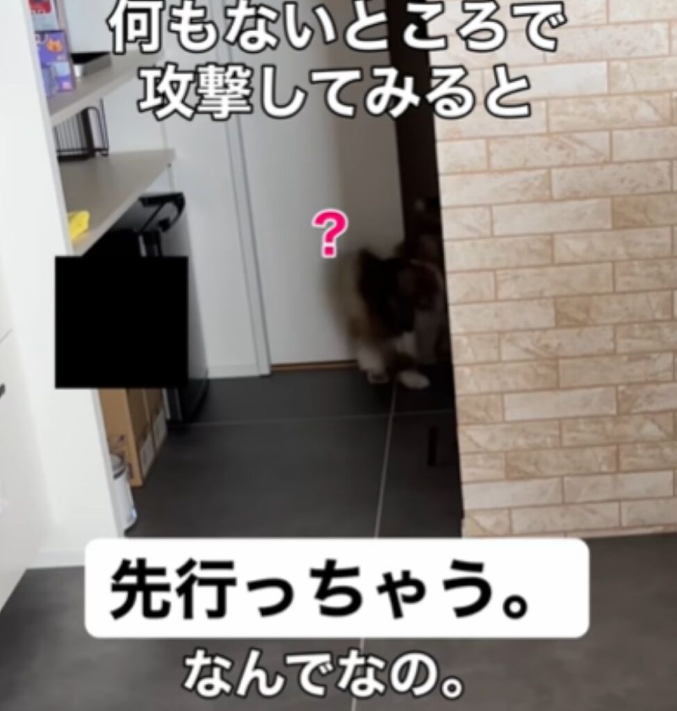 通り過ぎてしまったしらたまちゃん（＠s.kotaro0530さんより提供）