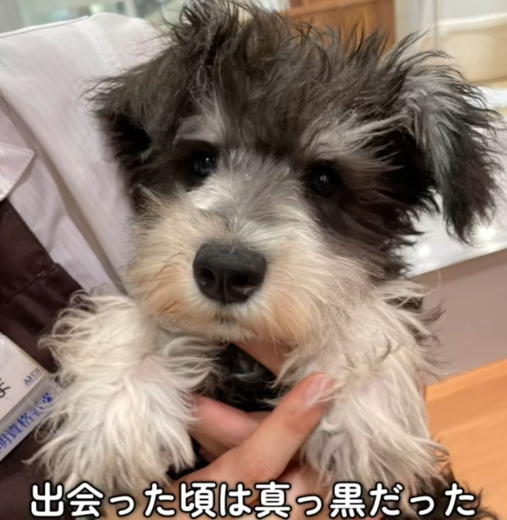 黒い毛が印象的なワンちゃんをお迎え。しかし8ヶ月後…現在の姿に「いい色ですね♡」「いろんな色楽しめていいなあ」