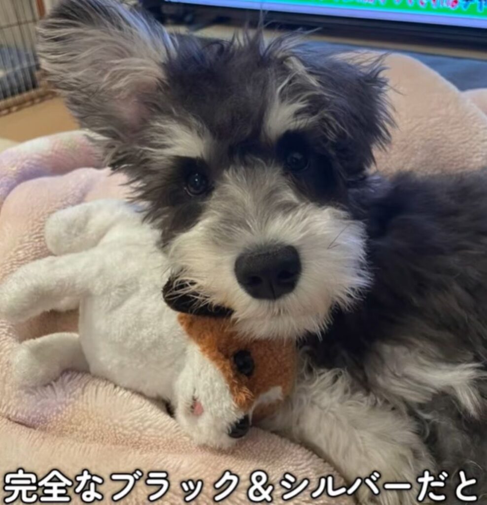 【実際の写真】8ヶ月後のワンちゃんの姿