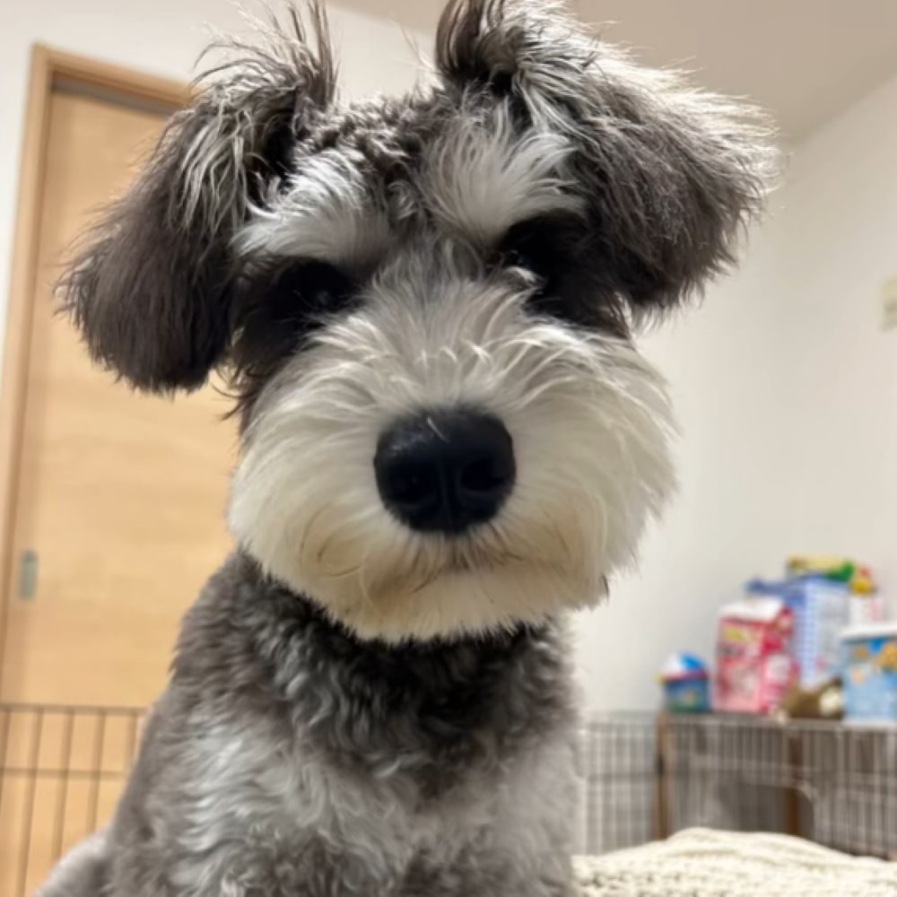 トリミングのたびに少しずつ変化（＠mgnmgnmgn0927さんより提供）