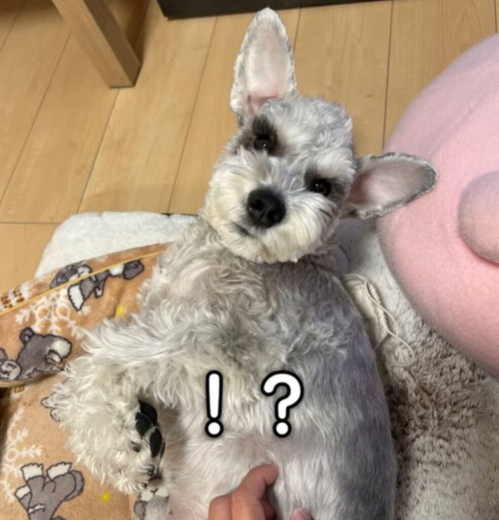 毛色がシルバーに！？（＠mgnmgnmgn0927さんより提供）