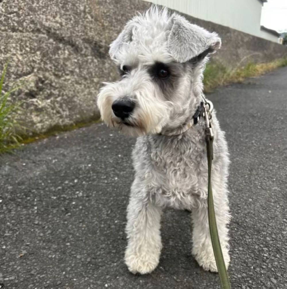 佐助くんの大変身（＠mgnmgnmgn0927さんより提供）