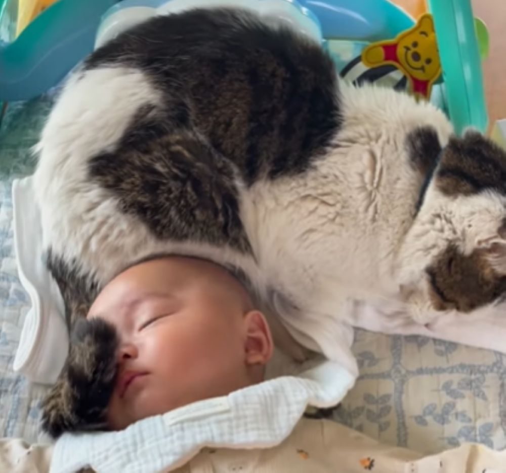 寄り添うまぐろくん③（＠kinatama_gomamさんより提供）