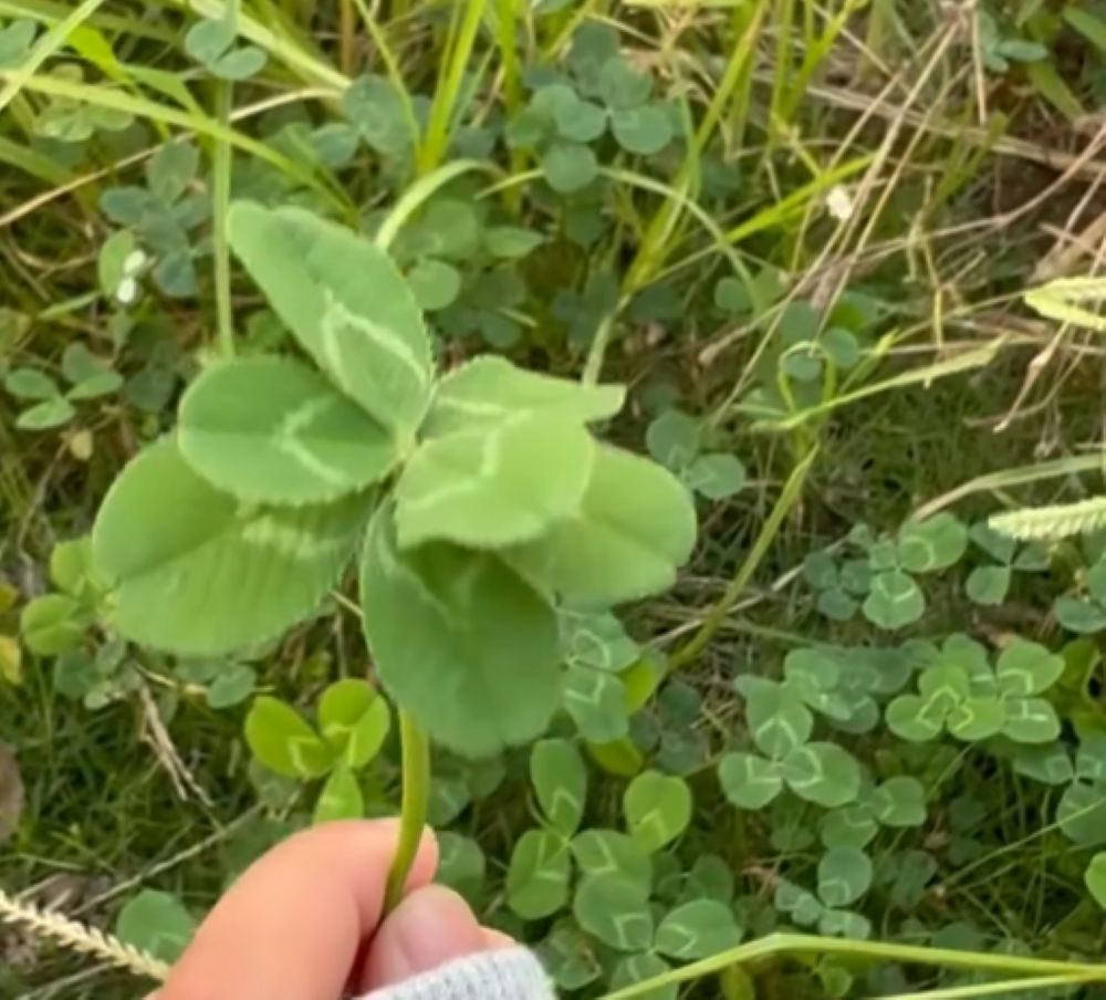 見つけた八つ葉①（＠chifuu31さんより提供）