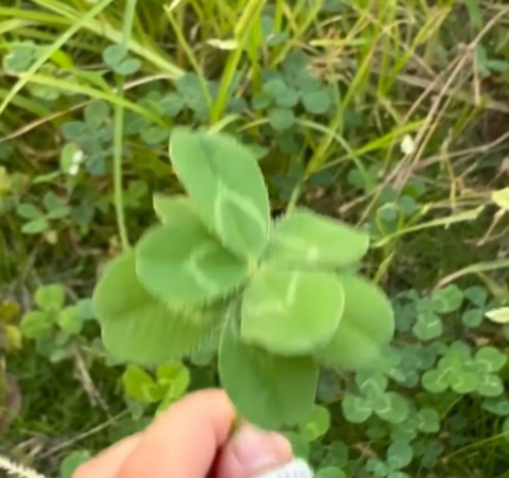 見つけた八つ葉②（＠chifuu31さんより提供）