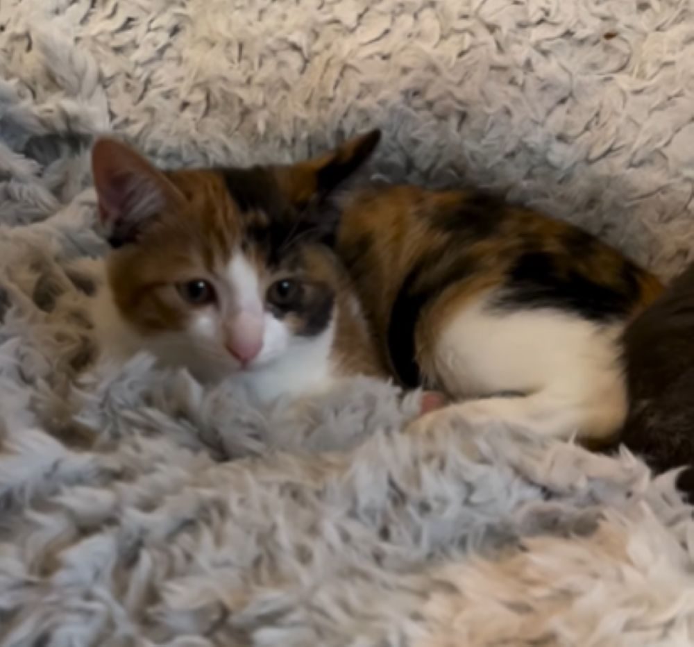 保護されてからの様子①（＠t.h.u.s.h.13さんより提供）