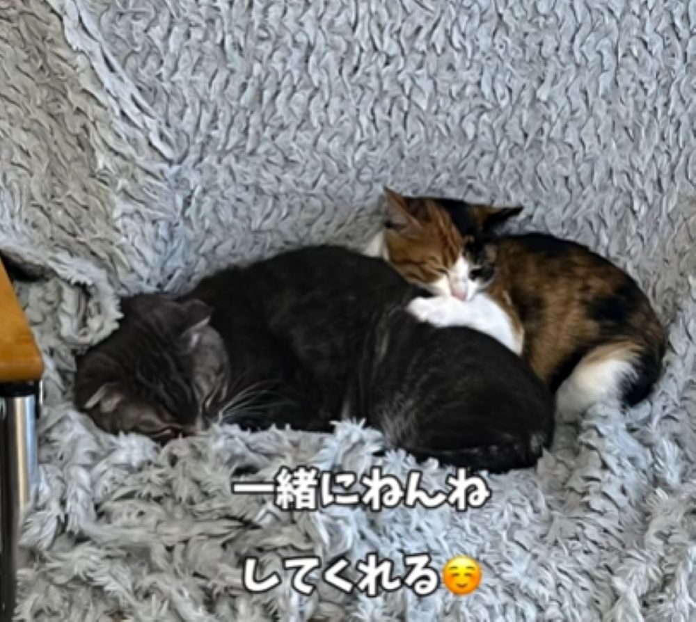 保護されてからの様子②（＠t.h.u.s.h.13さんより提供）