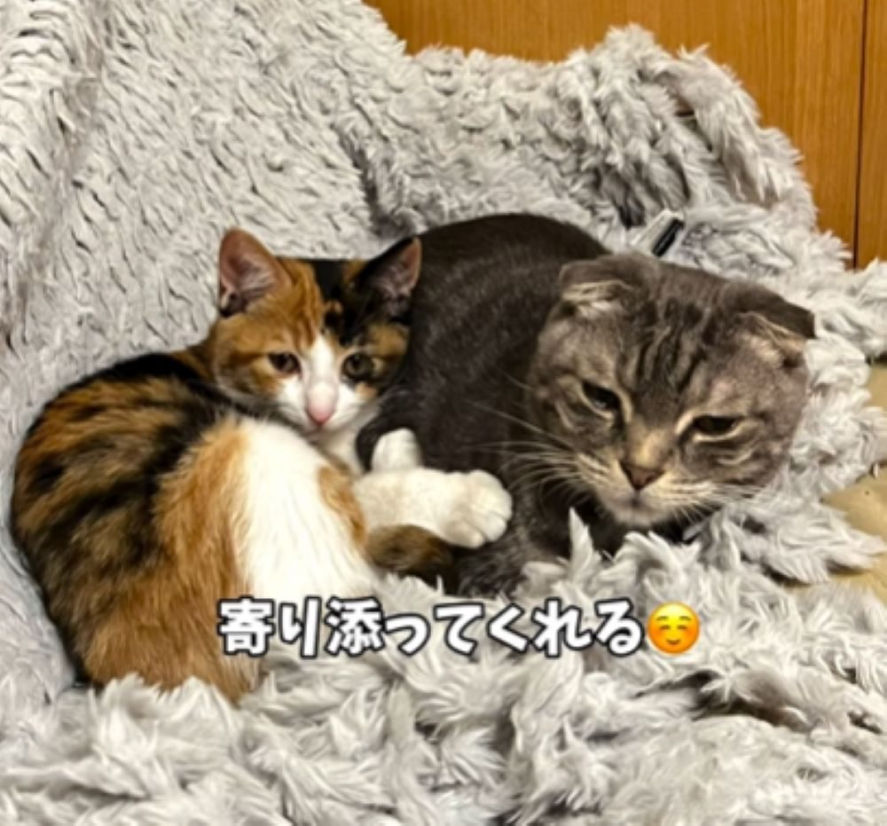 保護されてからの様子③（＠t.h.u.s.h.13さんより提供）