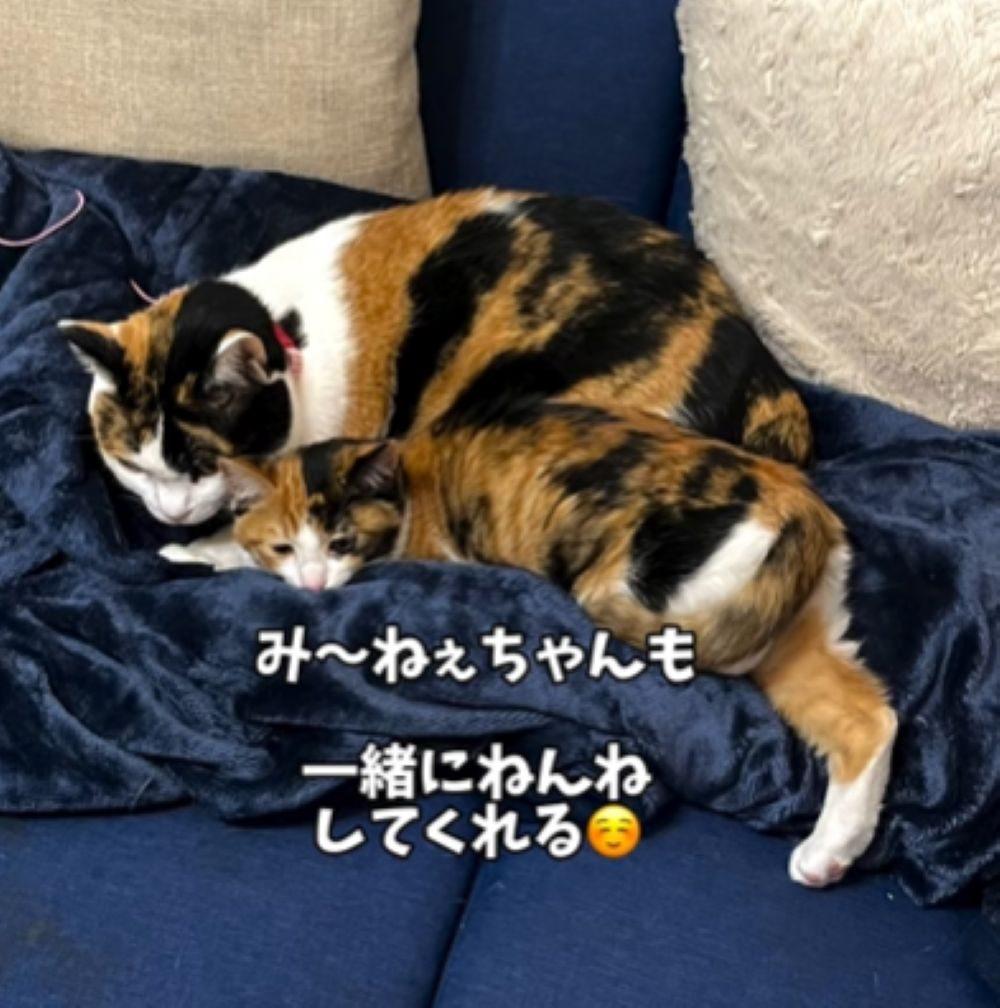 保護されてからの様子④（＠t.h.u.s.h.13さんより提供）