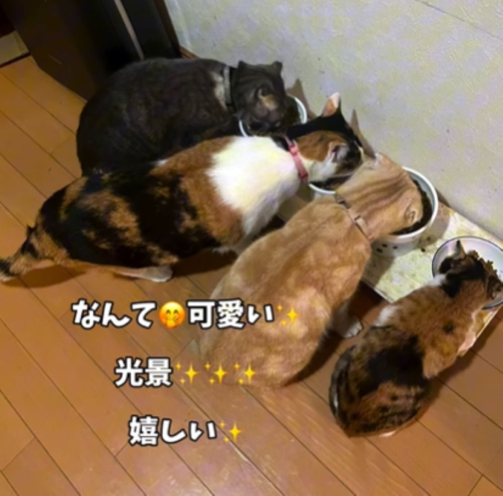 保護されてからの様子⑤（＠t.h.u.s.h.13さんより提供）