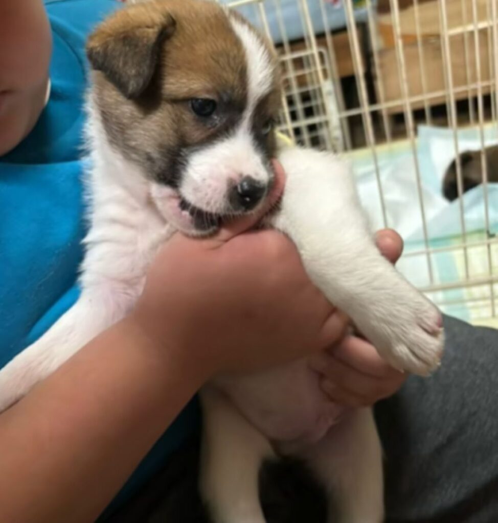 幼い頃の大夢くん（＠dada_chiakiさんより提供）