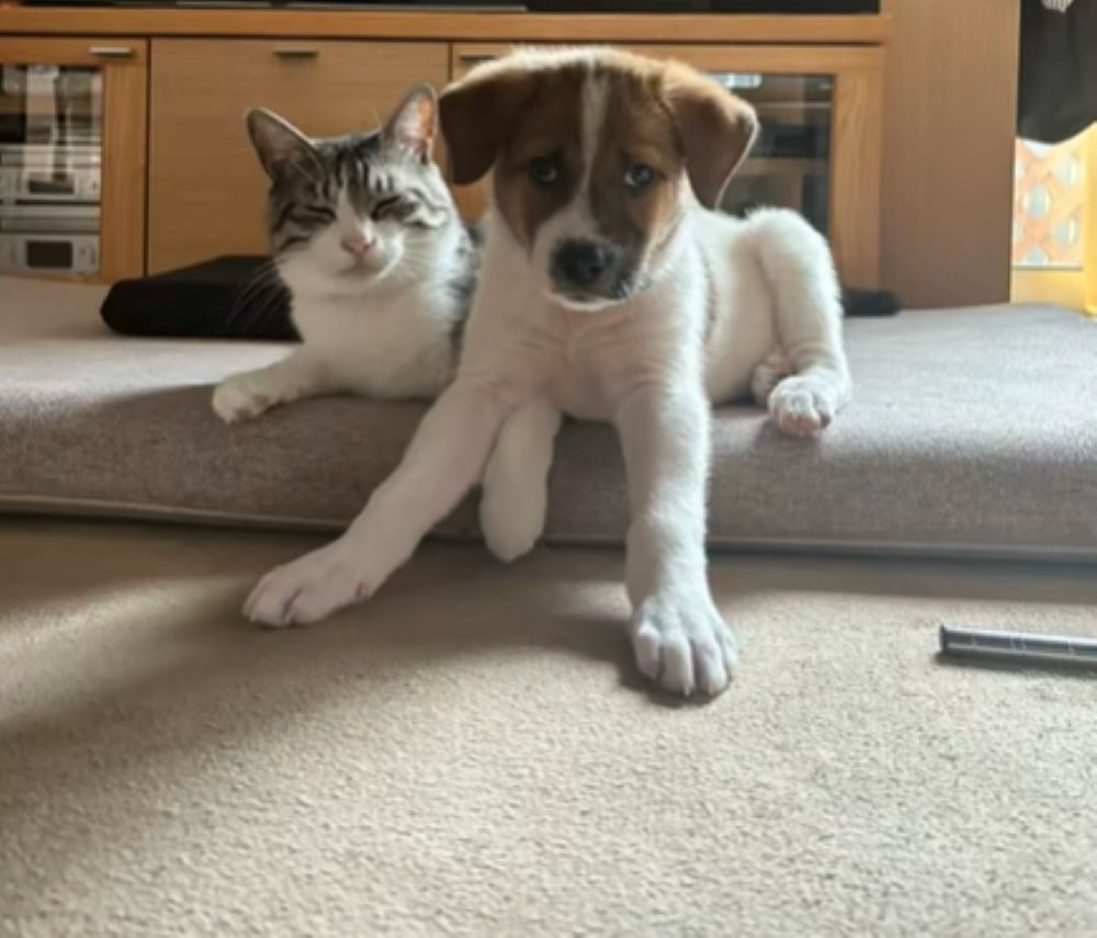 大夢くんとかんたくん①（＠dada_chiakiさんより提供）