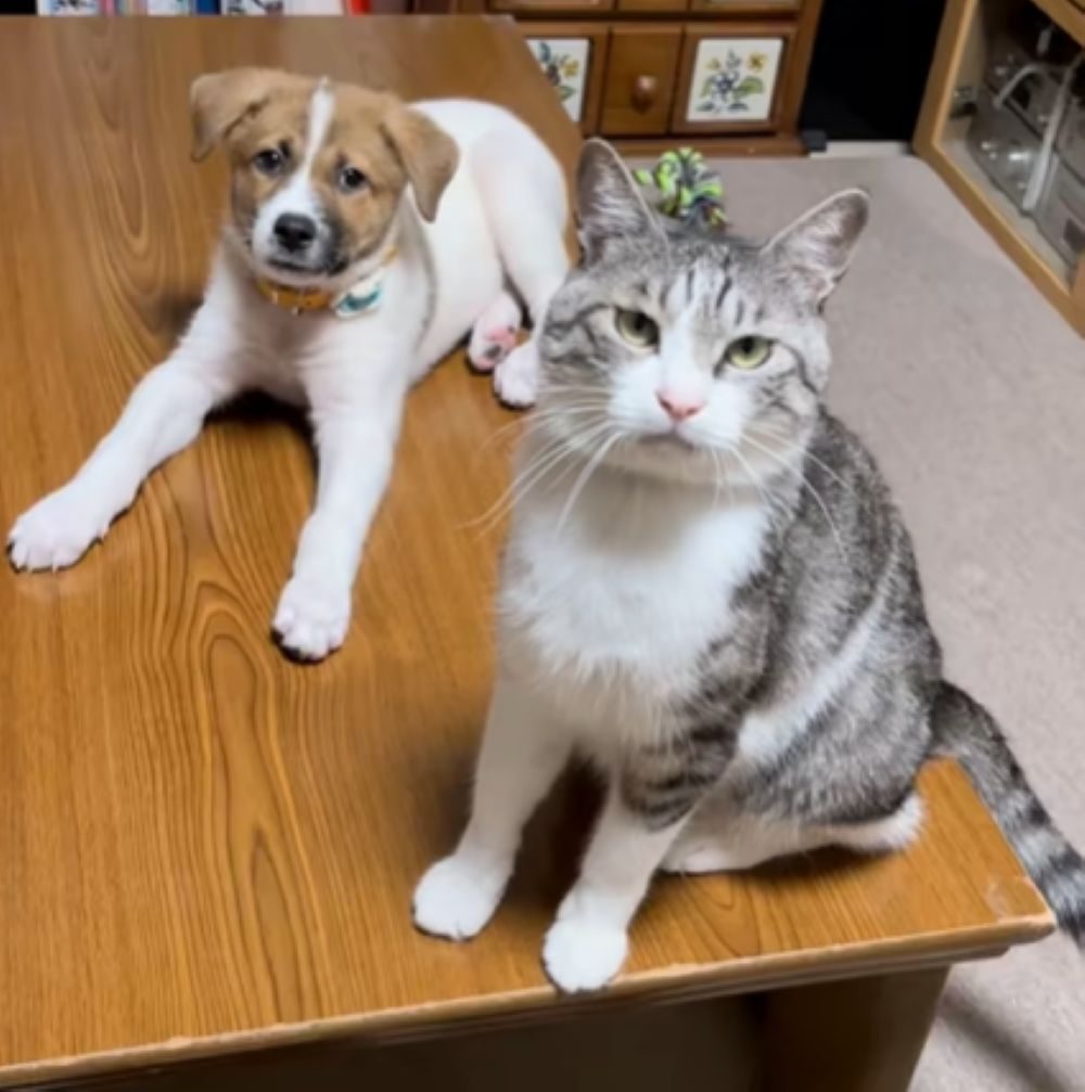 大夢くんとかんたくん②（＠dada_chiakiさんより提供）