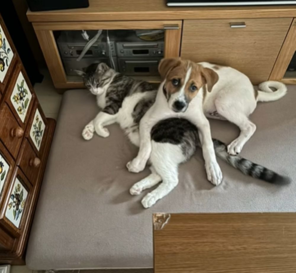 大夢くんとかんたくん③（＠dada_chiakiさんより提供）