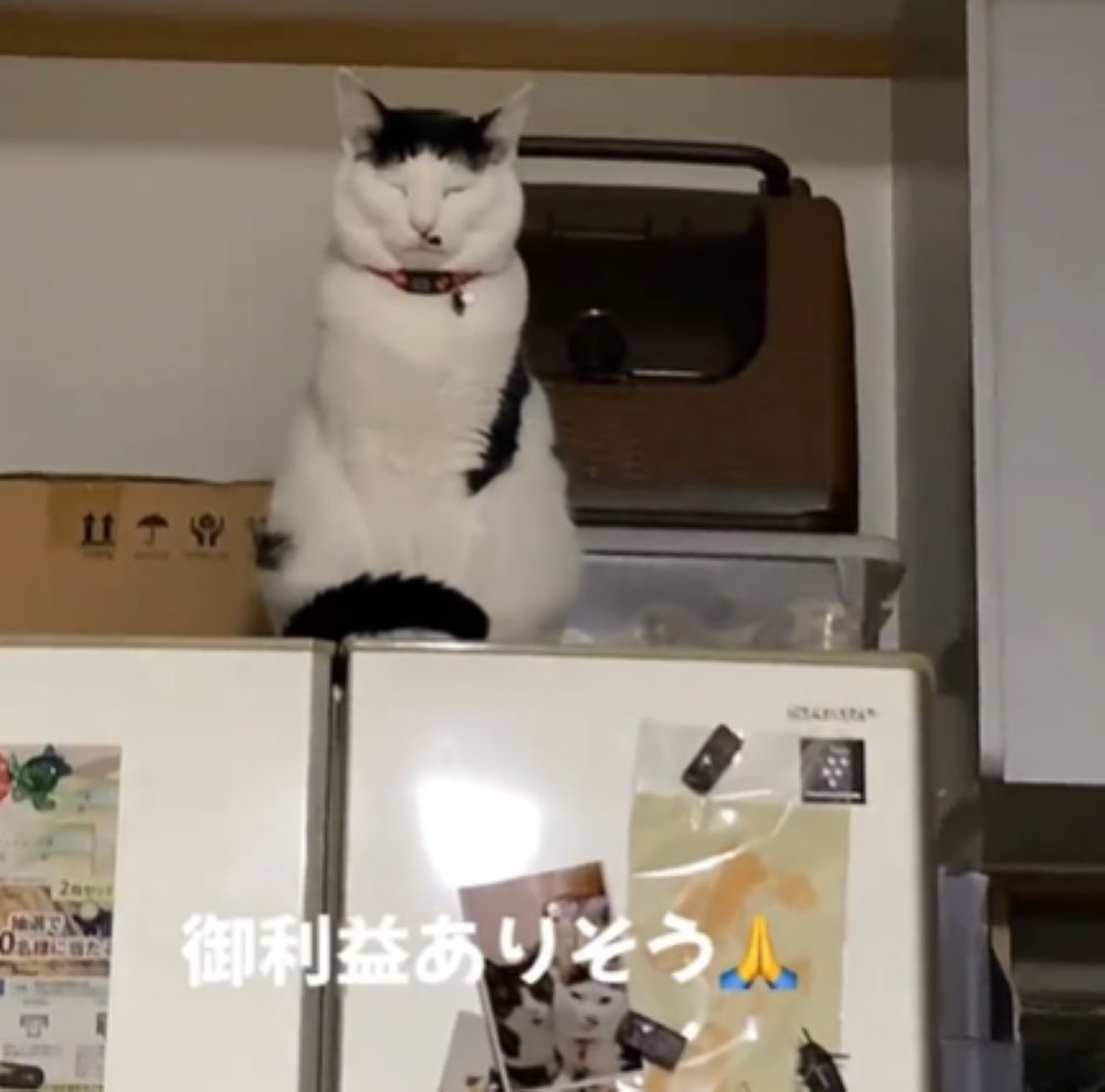 鎮座していたあんずちゃん（＠user58652884610054さんより提供）