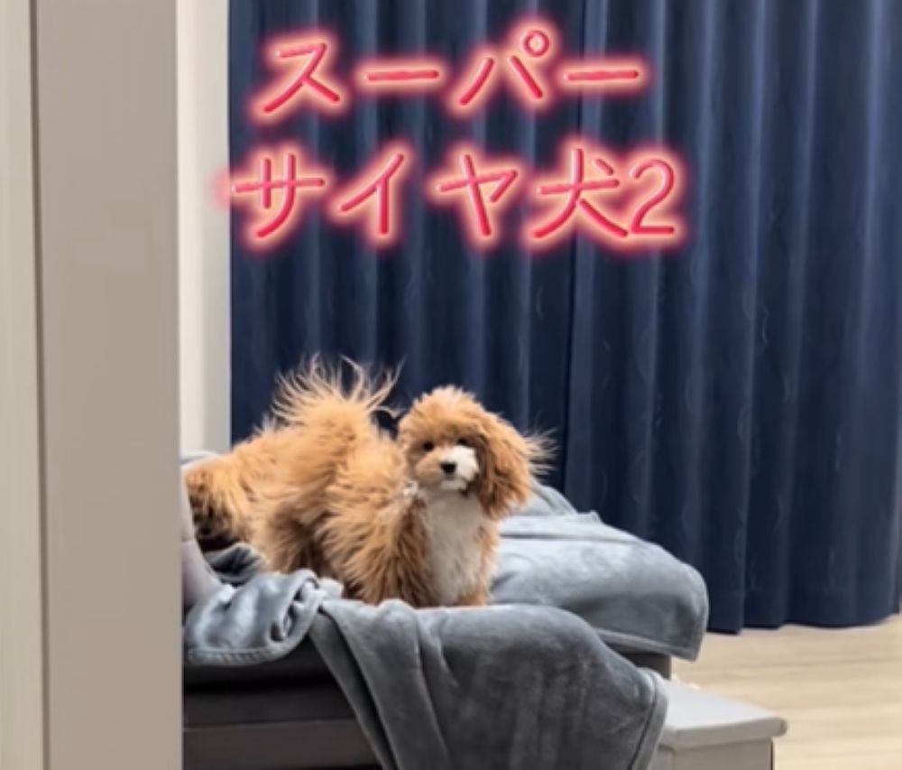 ぽんたくんの毛も立っています（＠ponta1212puta320さんより提供）