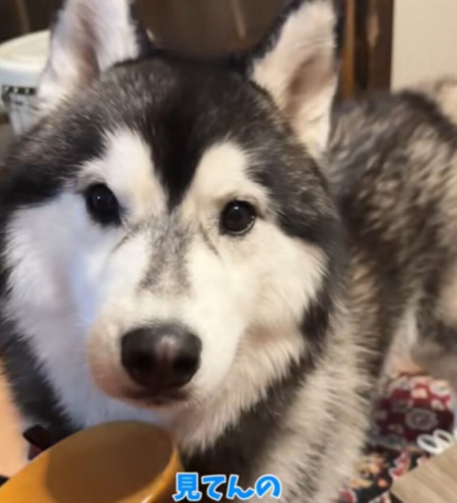 訴えているかのよう（＠shoomatu0610さんより提供）