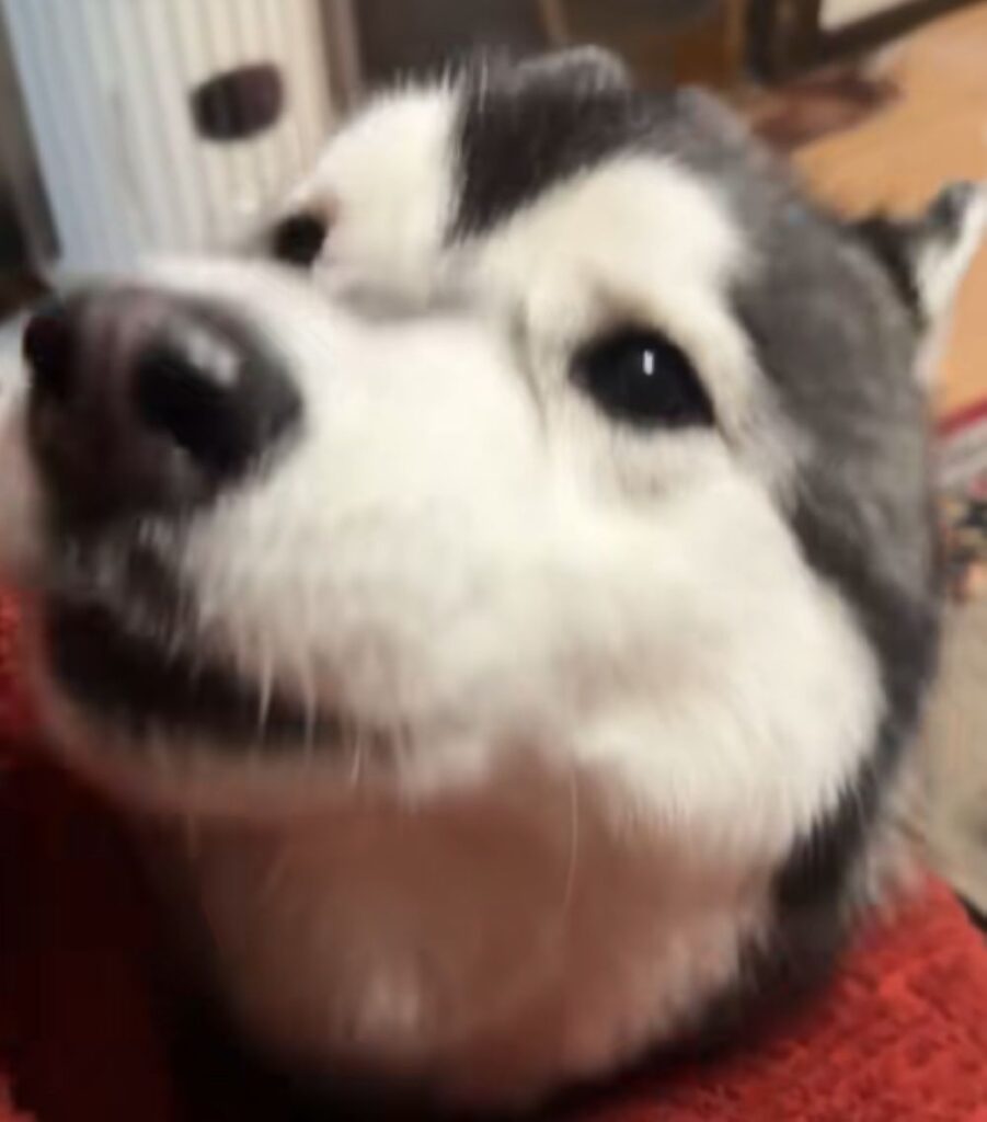 ご飯が欲しいようです（＠shoomatu0610さんより提供）