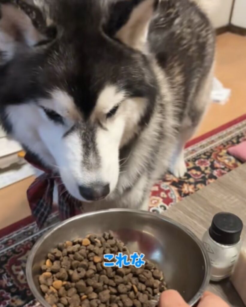 カリカリを近づけると…（＠shoomatu0610さんより提供）