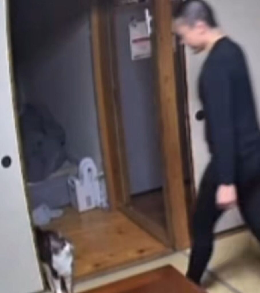 【実際の写真】ペットカメラに映っていたもの