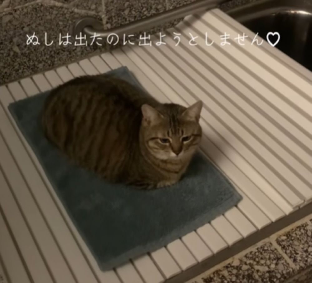 出ようとしないとらちゃん（＠popo09242さんより提供）
