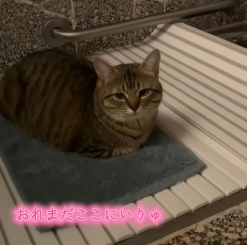 まだそのままでいたい様子（＠popo09242さんより提供）