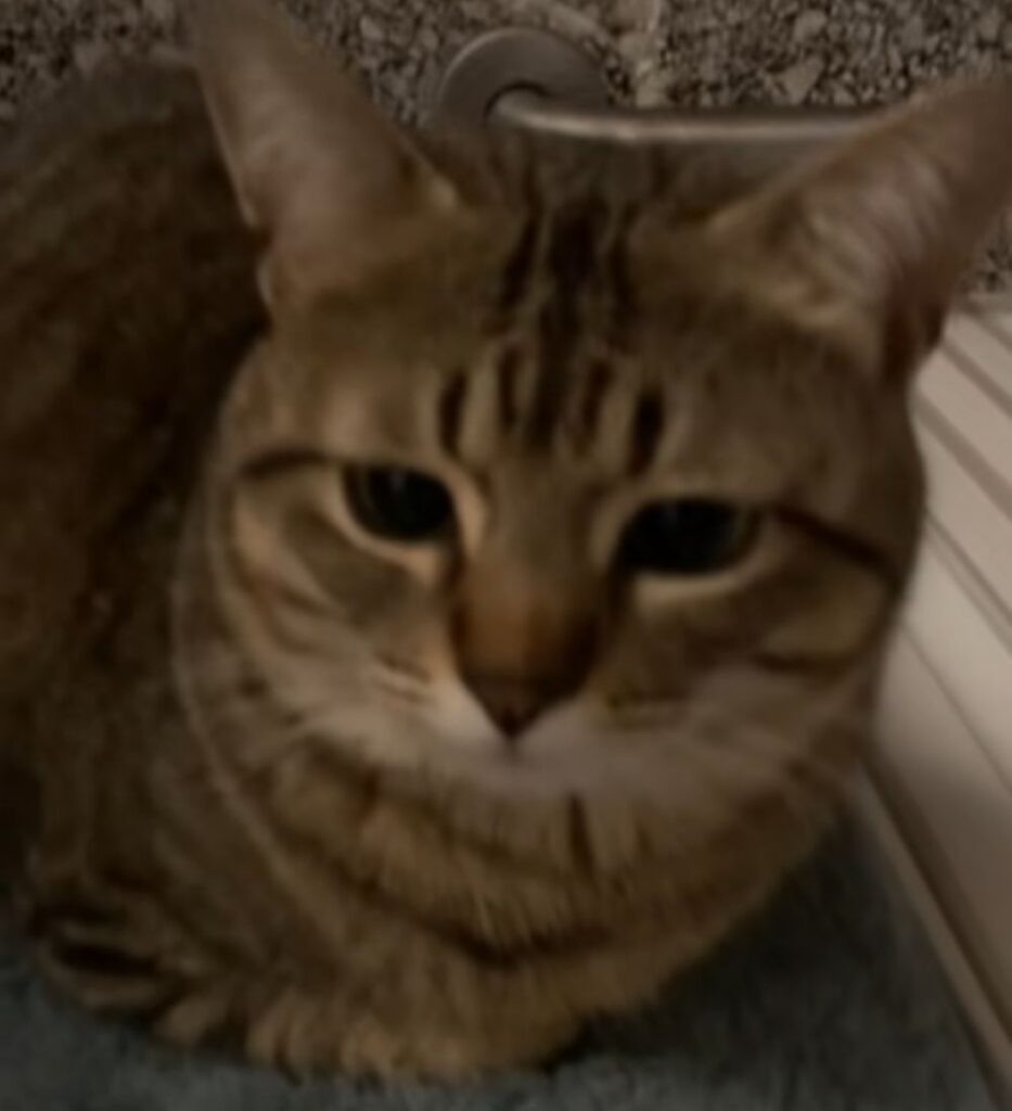 じっと見つめています（＠popo09242さんより提供）