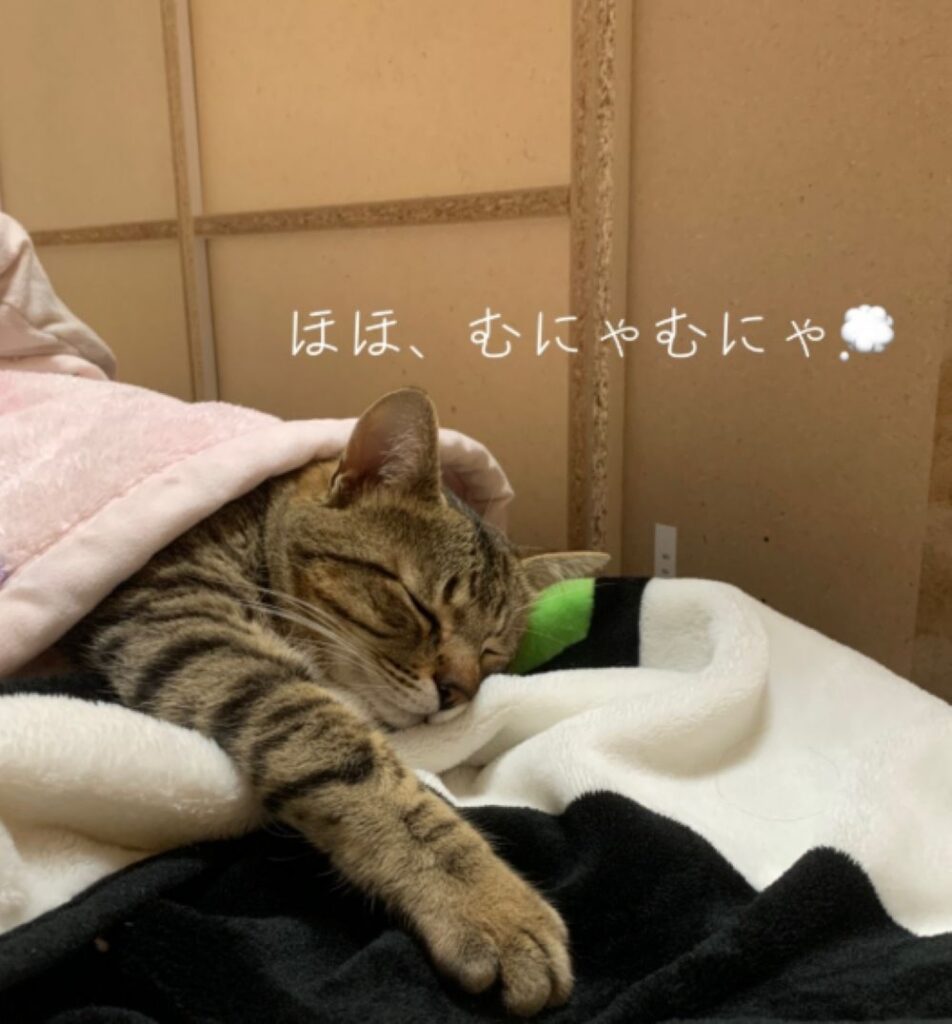 普段の様子③（＠popo09242さんより提供）