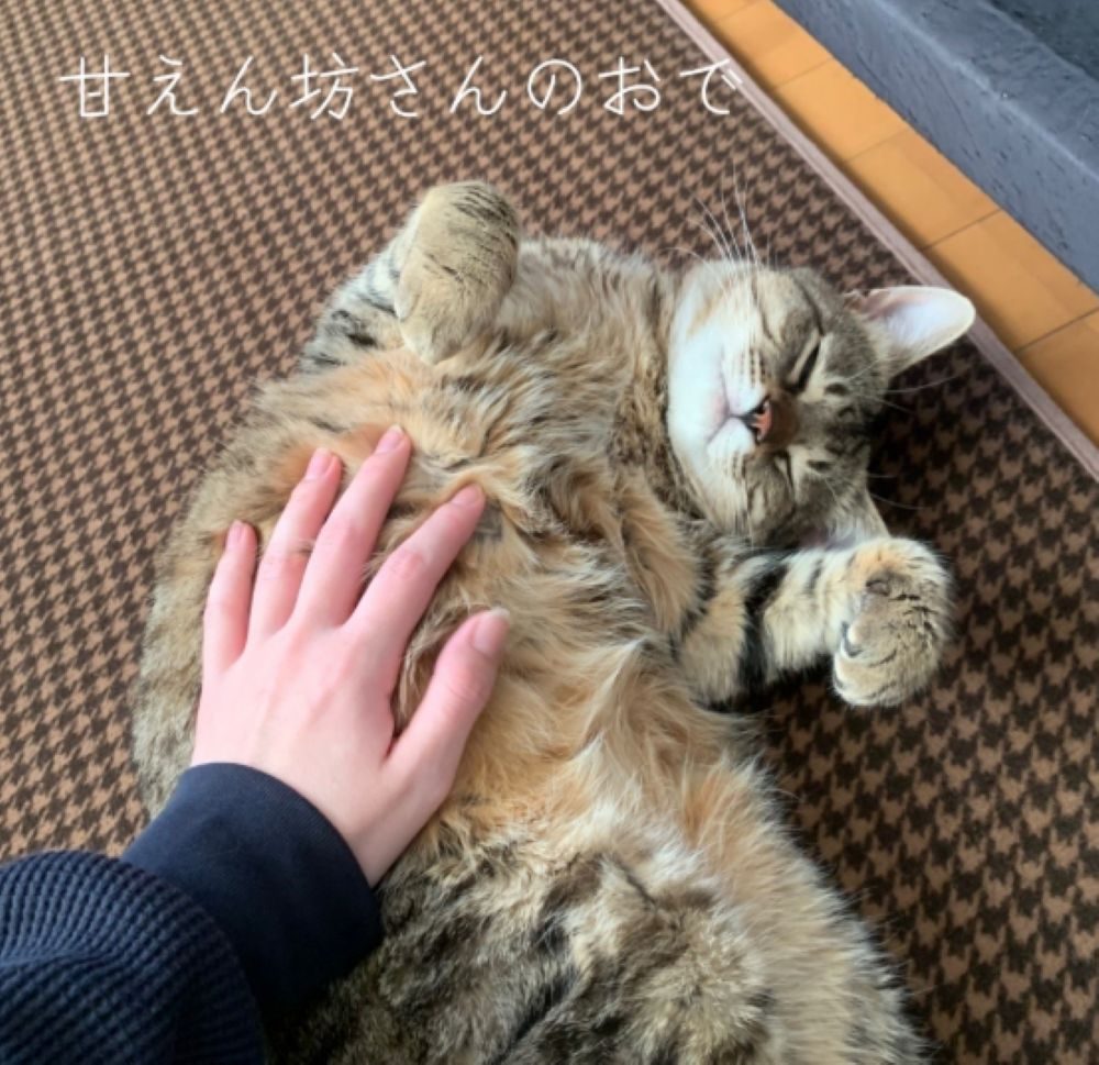 普段の様子④（＠popo09242さんより提供）