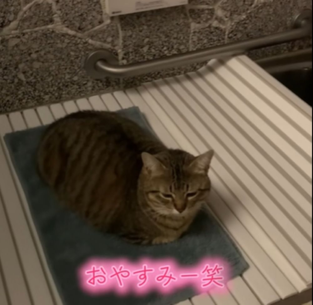 眠そうな様子（＠popo09242さんより提供）