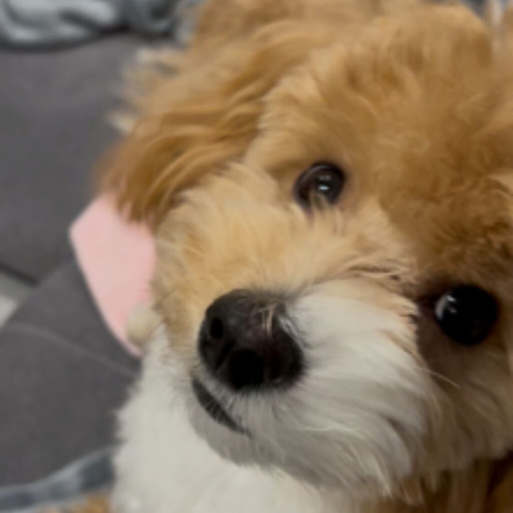 普段の様子①（＠ponta1212puta320さんより提供）