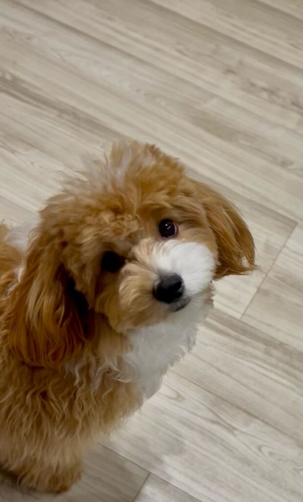 普段の様子②（＠ponta1212puta320さんより提供）